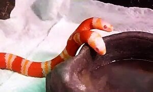 This two headed snake