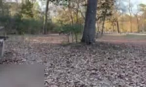 Farting at the park