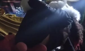 Mavsharkie fart