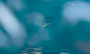 Imacribaby porn video - In the pool