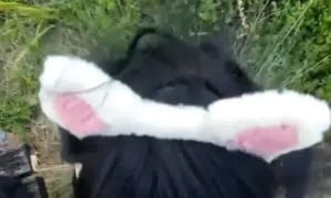 Laara Rose BJ professional so lewd!!! New sex tape ...