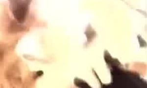 Beat the Bitch