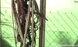 Caged Pig
