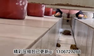 The girl defecated in the dirty toilet 26