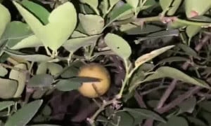 Lanazzzuwu - Hot video