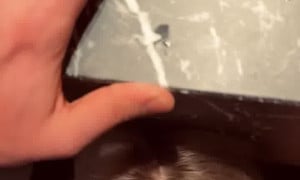Cupcax sex tape  porns blowjob with bf so lewd