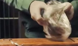 Гача