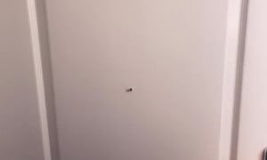 Belle Delphine Nude Pizza Delivery  Video 