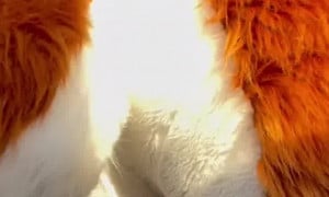 Behind foxes butt