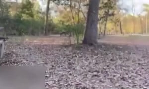Ebony Juicy Farts