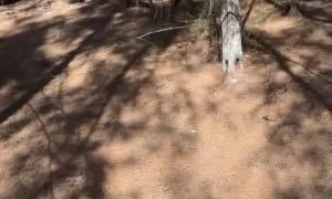 Avery Leigh Outdoor Sex Tape