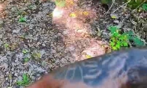 Ayumi Anime Fucks A Stranger In The Woods